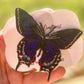 Pipeline Swallowtail Freestanding Lace Embroidered Butterfly Hair Clip